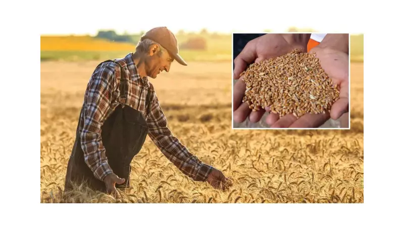 Çiftçilere Müjde! Tohum Desteği Başvuruları İçin Son Tarih Açıklandı