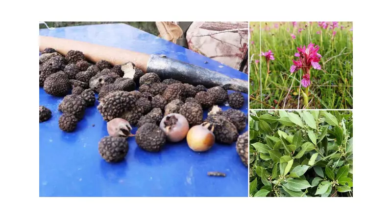 Defne, Kestane ve Trüf Mantarı: Orman Köylüsünün Yeni Gelir Kapısı!