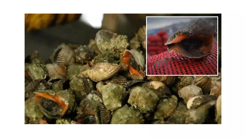 Deniz Salyangozu İhracatıyla 6 Ayda 45 Milyon Dolar Gelir Elde Edildi!