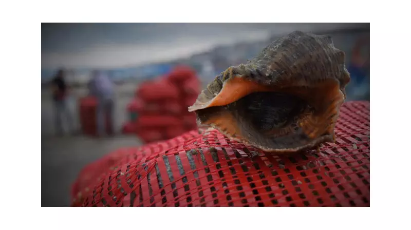 Deniz Salyangozu İhracatıyla 6 Ayda 45 Milyon Dolar Kazanç: Türkiye'nin Gizli Hazinesi