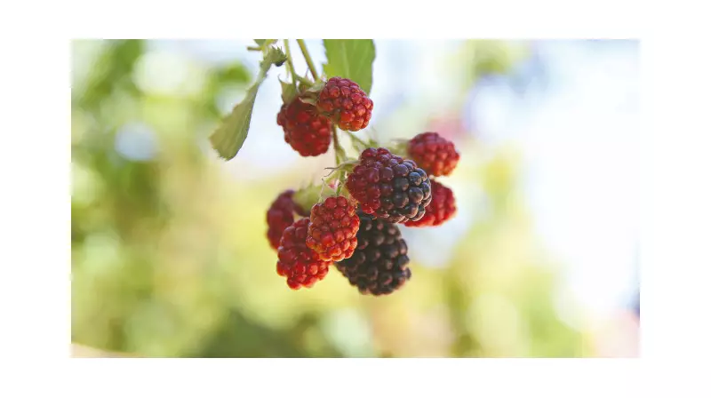 Dergilik Güzel Adamdı: Bir Dönemin Sonu mu?