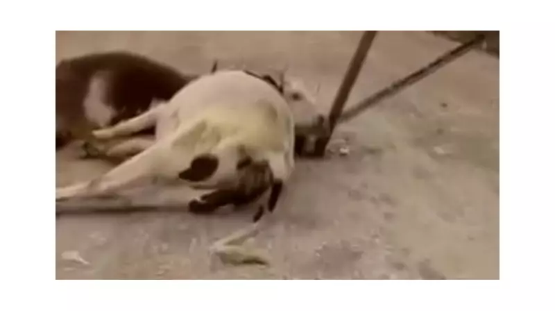 Diyarbakır'da Fırtına Elektrik Direğini Devirdi: 6 İnek Hayatını Kaybetti!