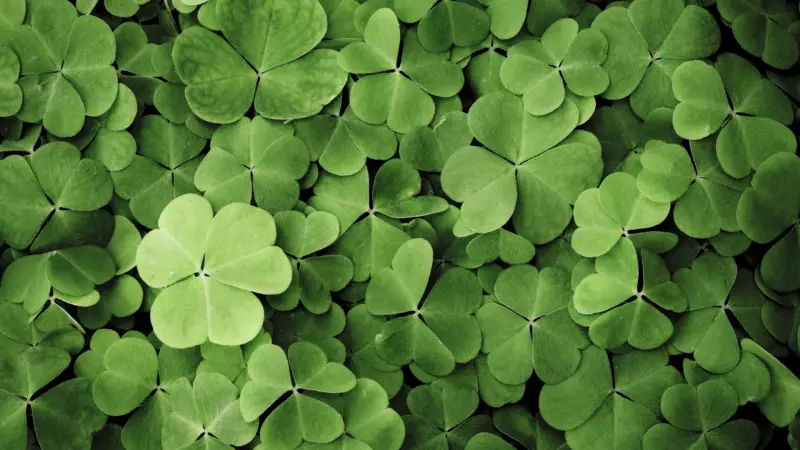 Dört Yapraklı Yonca: Şansın Sırrı ve Doğanın Nadir Mucizesi!