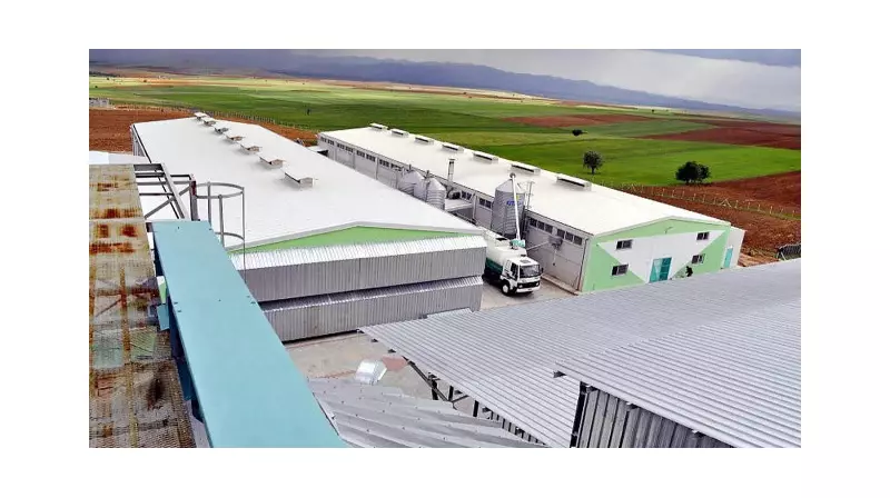 FETÖ Operasyonunda Yumurta Firmasına Kayyum Atandı: İşte Detaylar!