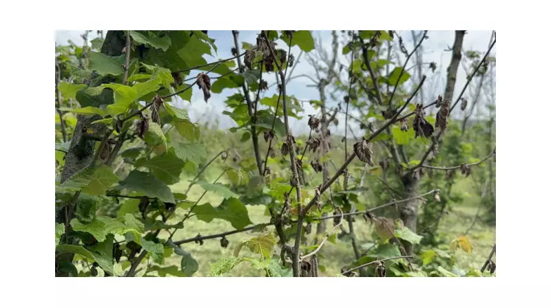 Fındık Üreticileri Umutlarını Yitirdi: 2 Yıldır Beklenen Hasat Gerçekleşmedi!