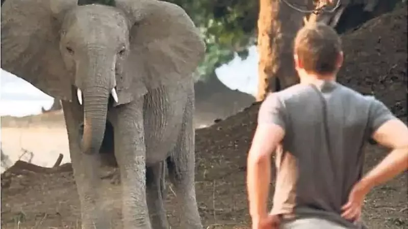 Genç CEO'nun Başına Gelenler: Fil Tarafından Ezilme Korkusu Gerçek Oldu!