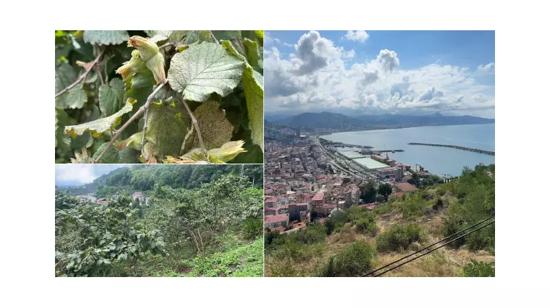 Giresun, Doğu Karadeniz'in Fındık Kralı! İşte Rakamlarla Liderliğin Sırrı