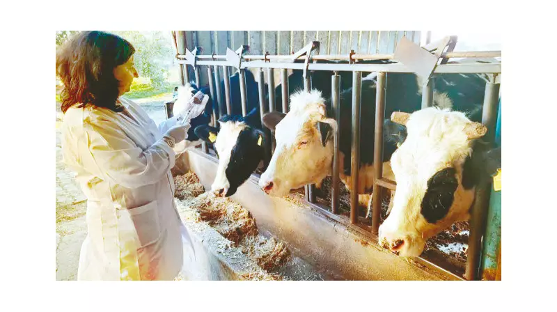 Hayvan Pazarlarına Kademeli Açılış: Ekonominin Nabzı Yükseliyor!