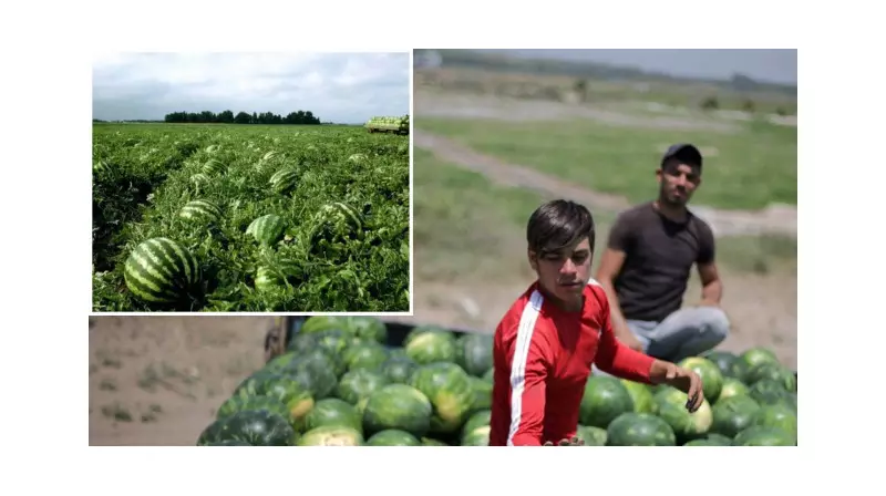 Karpuz Üreticileri Don ve Fiyat Dalgalanmalarıyla Boğuşuyor: 'Tarlada Kalan Emeklerimiz'