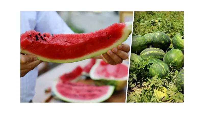 Karpuz Tüketirken Dikkat! Uzmanlar Zehirlenme Uyarısı Yaptı