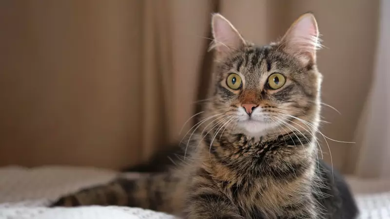 Kedi Tüyü Yutmakla Bağlantılı Sanılan Ölümün Gerçek Nedeni: Akciğer Kanseri!