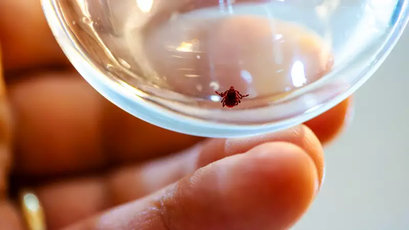 Kene Isırığına Karşı Alarm! Bu Belirtiler Varsa Hemen Doktora Başvurun