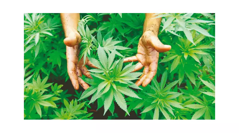 Kenevir Üretiminde Devrim Gibi Model: Çiftçiye Yeni Kapılar Açılıyor!