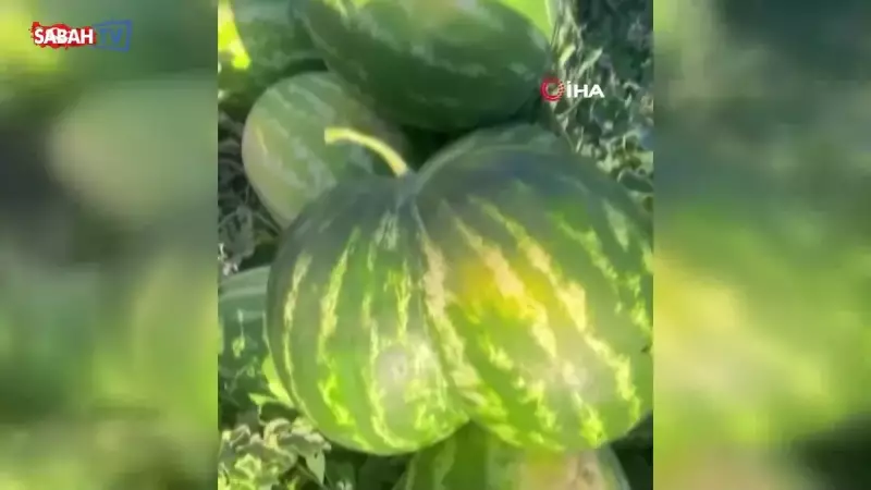 İkiz Kavun ve Karpuz Görenleri Şaşkına Çevirdi! Bu Görüntüye İnanamayacaksınız