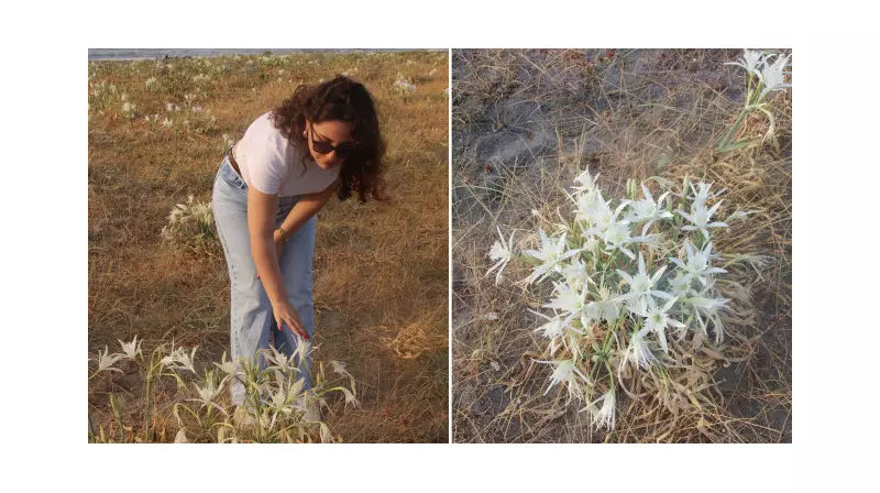 Kum Zambakları Samsun Sahillerini Beyaz Cennete Çevirdi! İşte Nadir Görülen Doğa Harikası