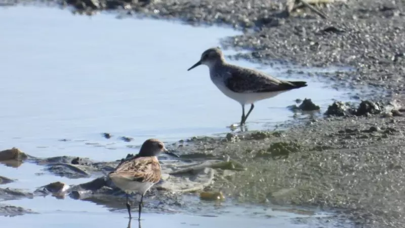 Kuraklığın Ardından Mucize: Eski Göl Yeniden Canlandı, Kuşlar Geri Döndü!