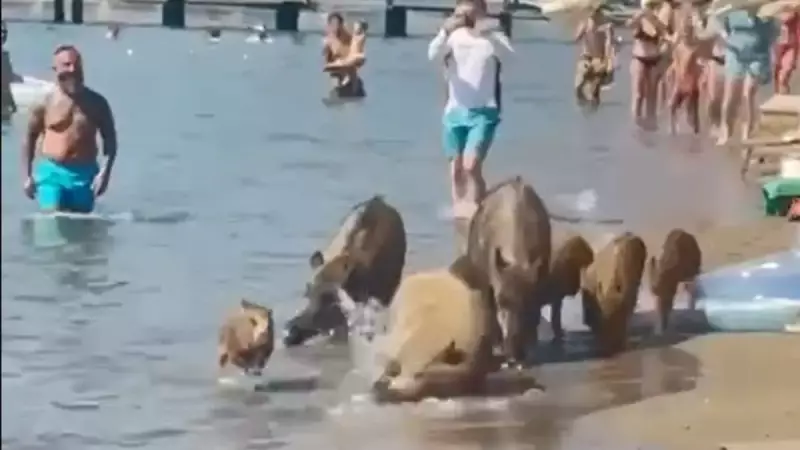 Marmaris'te Domuzların Deniz Keyfi Turistleri Şaşkına Çevirdi!