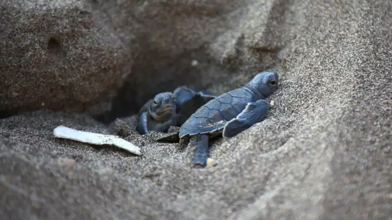 Mersin'de Deniz Kaplumbağaları Yumurtadan Çıktı: İşte Muhteşem Anlar!