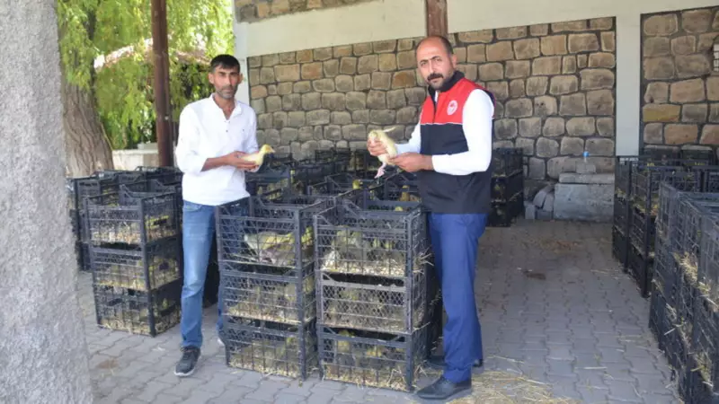 Muş'ta Çiftçilere Kaz Yavrusu Desteği: 16 Üreticiye Canlı Yatırım!