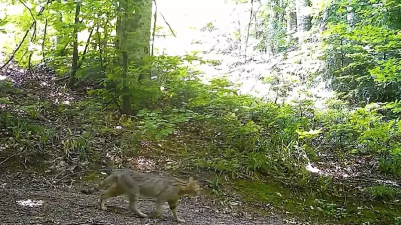 Nadir Görülen Vaşak Türkiye'de Görüntülendi: İşte O Anlar!