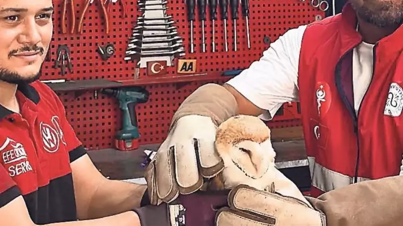 Nadir Görülen Puhu Kuşu, Kahraman Esnaf Sayesinde Hayata Tutundu!