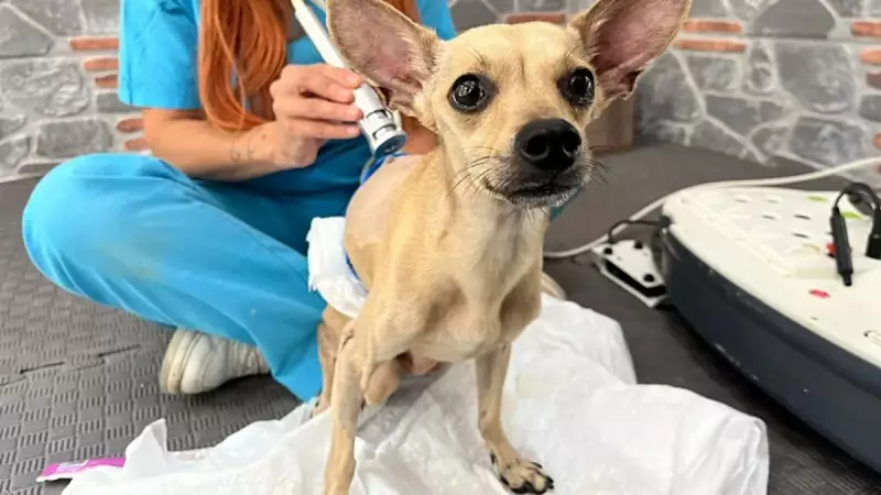 Nişanlı Çift Ayrıldı, Tedavideki Köpekleri Lucky Ortada Kaldı!