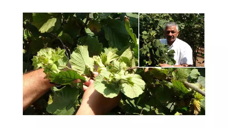 Ordu'da Fındık Hasadı Tarihleri Belli Oldu: Üreticilere Kritik Uyarılar!