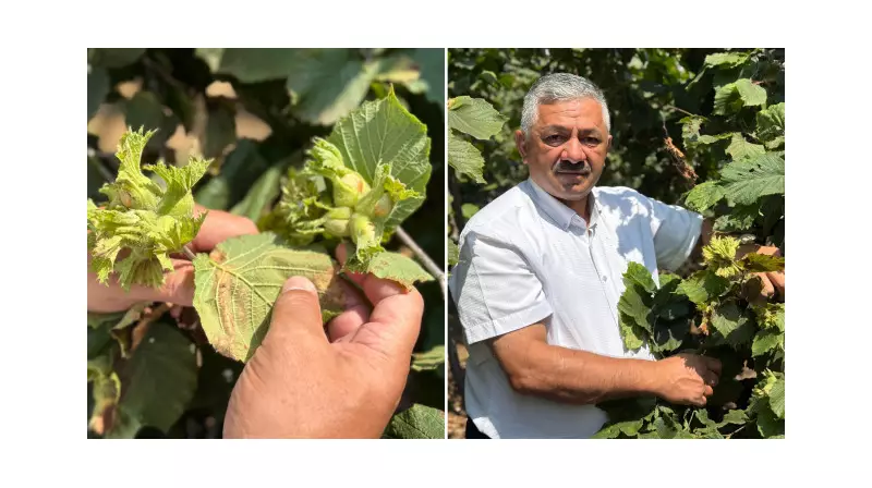 Ordu'da Fındık Rekoltesinde Şok Düşüş: 202 Bin Tondan 64 Bin Tona!