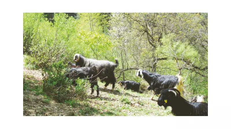 Orman Yangınlarıyla Mücadelede Şaşırtıcı Çözüm: Küçükbaş Hayvanlar!