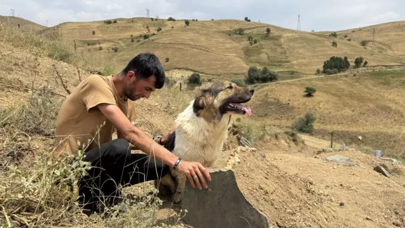 Sahibinin Mezarı Başından Ayrılmayan Köpek: Görenleri Hüzünlendiren Sadakat Öyküsü