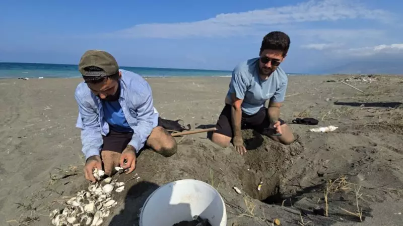 Samandağ Sahillerinde Yeşil Deniz Kaplumbağaları Muhteşem Gösteri Sunuyor!