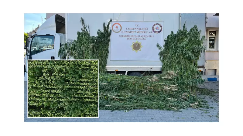 Samsun'da Dev Operasyon: 5 Bin 230 Kök Kenevir Ele Geçirildi!
