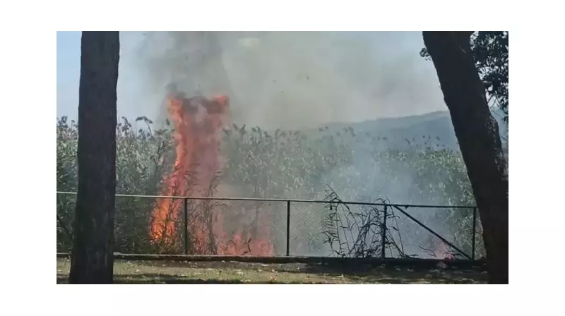 Sapanca Gölü'nde Sazlık Yangını: Alevlerle Mücadele Sonuç Verdi!