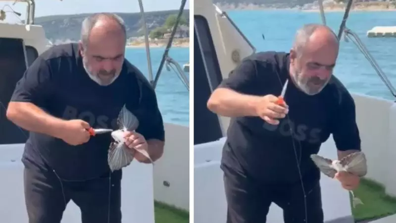 Saros Körfezi'nde Nadir Görülen Kırlangıç Balığı Oltaya Takıldı: İşte O Anlar!