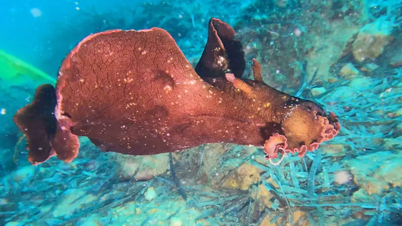 Saros Körfezi'nde Nadir Görülen İspanyol Dansçısı Balığı Kameralara Yakalandı!