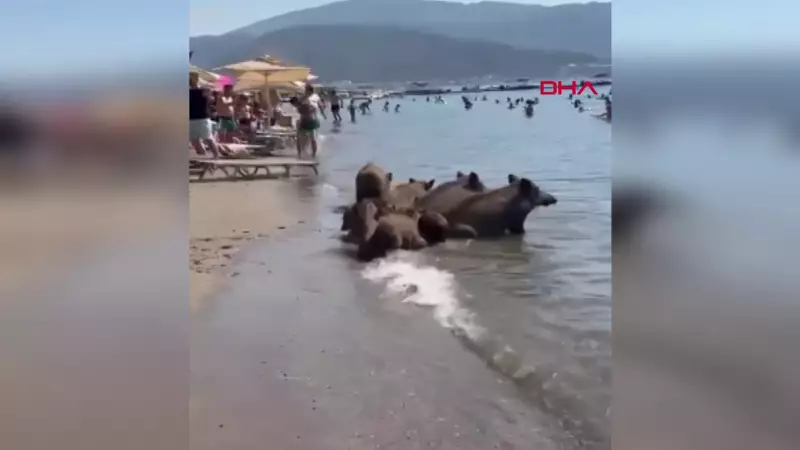 Sıcak Havalar Yaban Domuzlarını Vurdu: İzmir'de Dramatik Sahne!