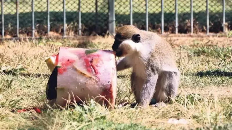 Sıcaktan Bunalıma Giren Sokak Hayvanlarına Meyveli Serinlik Şöleni!
