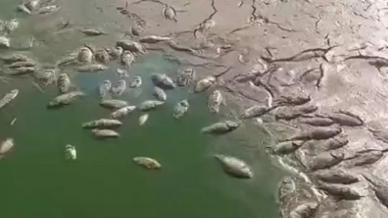 Şırnak'ta İki Gölette Balık Ölümleri: Çevre Felaketi Kapıda mı?