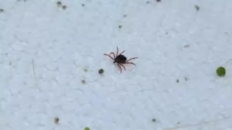 Sivas'ta Kene Alarmı: 12. Can Kaybı Yaşandı!