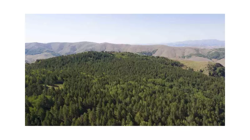 Sivas'ta Ormanlara Giriş Yasaklandı: Valilikten Kritik Karar!