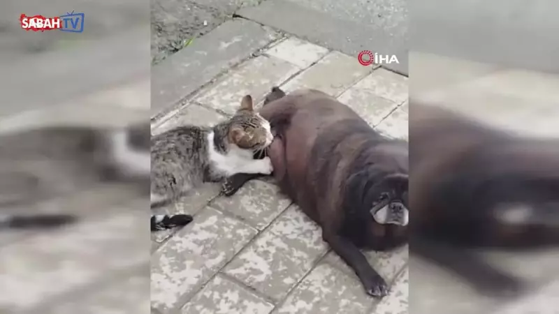 Sokakta Görülmemiş Bir Sevgi: Köpek, Yavru Kediyi Emzirdi! İnanılmaz Anlar Kameralara Yansıdı