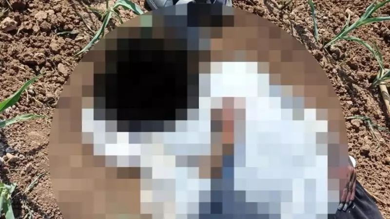 Şoke Eden Keşif: Akçakale'de Mısır Tarlasında Erkek Cesedi Bulundu!