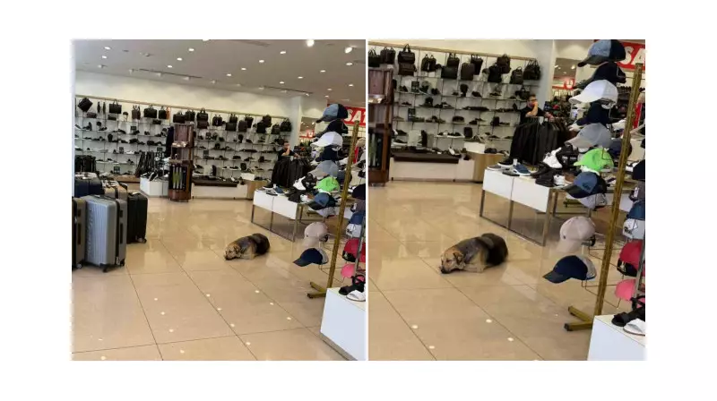 İstanbul’da Kavurucu Sıcaklar! Sokak Hayvanları Klimalı Mağazalara Sığındı