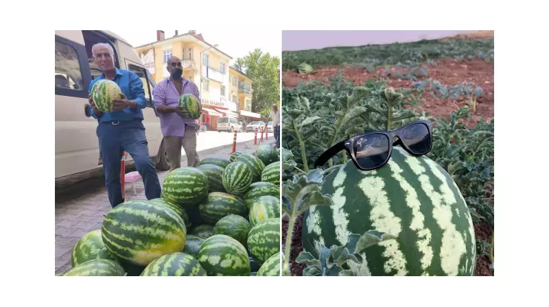 Susuz Yetişen Karpuz Devrimi: Hidiroz Çeşidiyle Tanışın!
