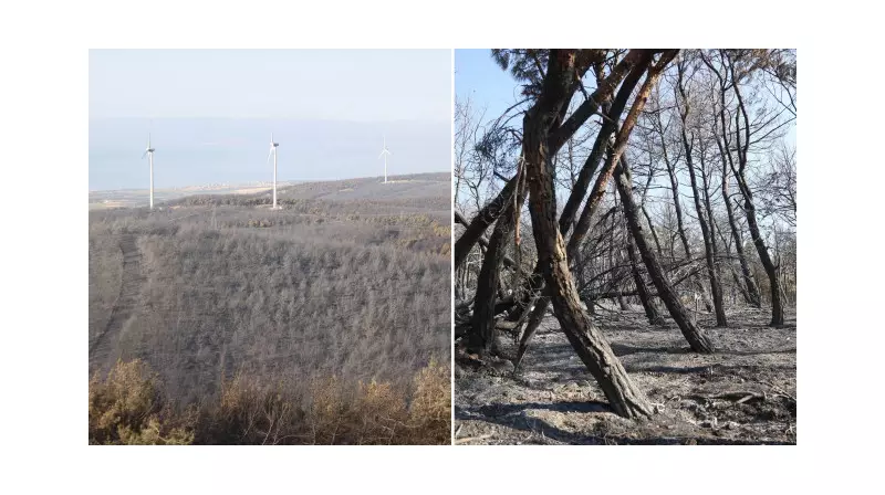 Tekirdağ'da Çıkan Orman Yangını Son Dakika: Alevler Kontrol Altında!