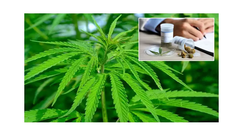 Tıbbi Kenevir Artık Yasal! Eczanelerde Satışı Onaylandı