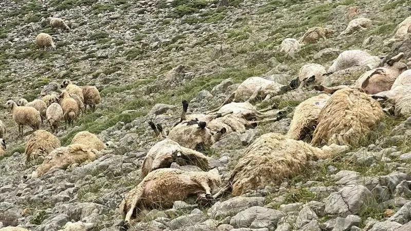 Tunceli'de Çıkan Yıldırım Faciası: 200 Koyun Can Verdi!