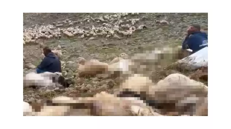 Tunceli'de Yıldırım Felaketi: 200 Küçükbaş Hayvan Telef Oldu!