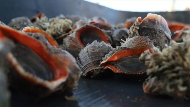 Türkiye'de Az Tüketilen Bu Ürün, İhracatta 4.5 Milyon Dolarlık Dev Kazanç Sağladı!