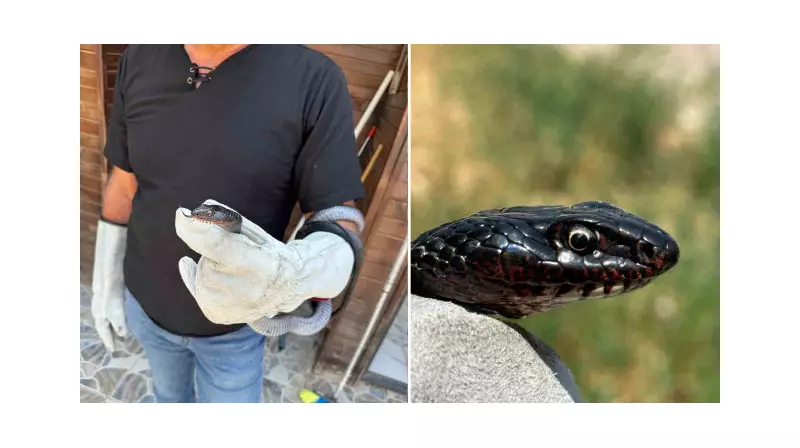 Tuvalette Karşılaşılan Sürpriz Misafir: Karayılan Yakalandı ve Doğal Yaşamına Bırakıldı!